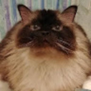 Meet your Posher, Tatum